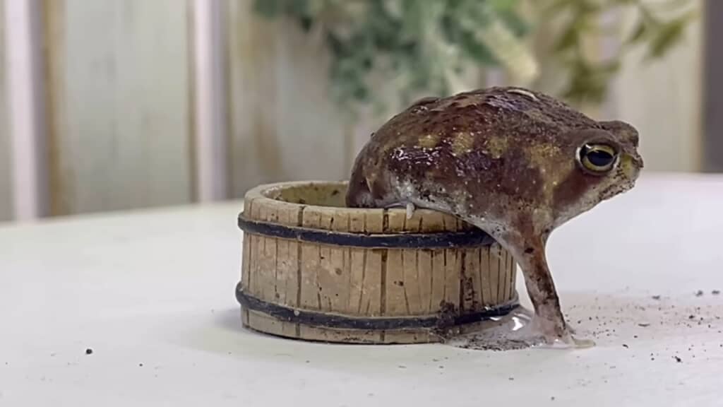 おはぎさん「よっこらしょっと」