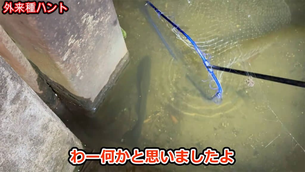 巨大な魚影の正体は……