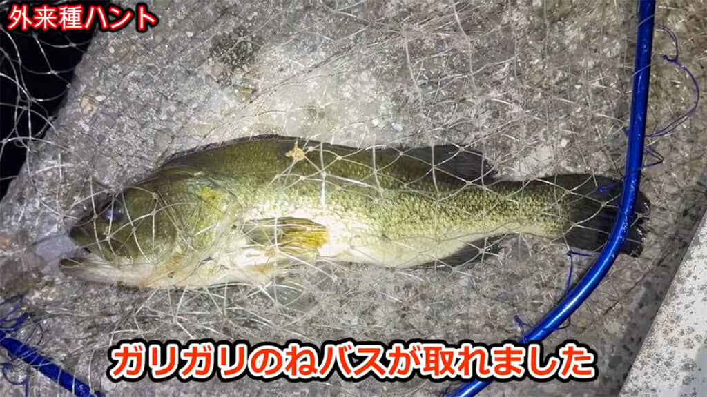 ブラックバスでした、ガリガリです