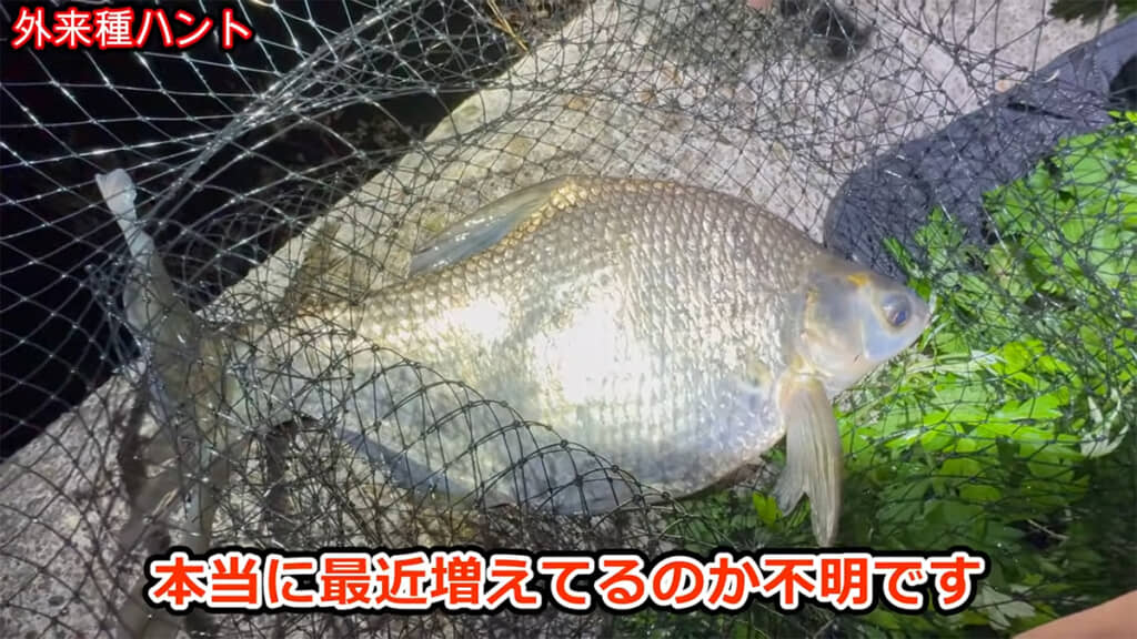 ダントウボウにはここ数年で爆増している疑惑があるようです