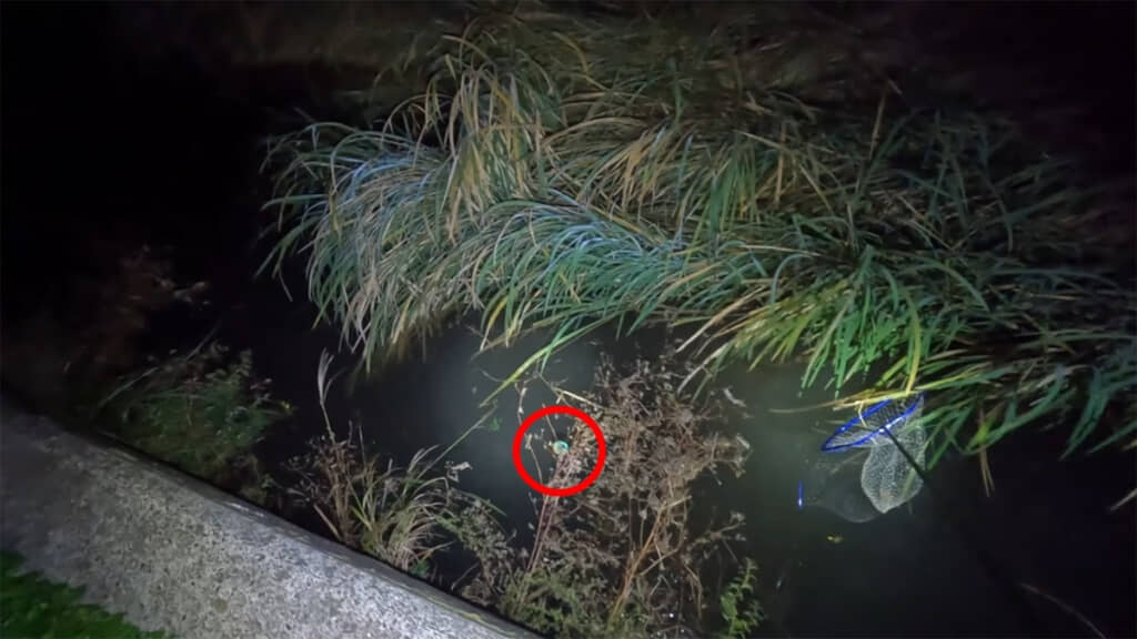 カワセミがいました