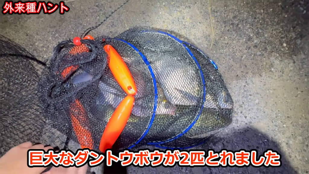 先程より小ぶりなダントウボウを捕獲