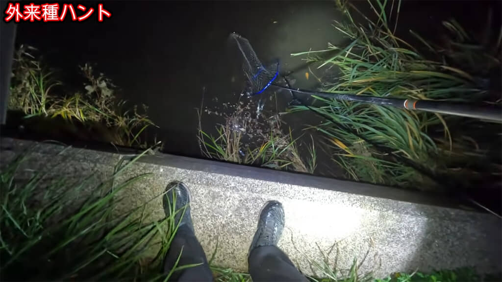 2本のタモ網で挟み込んで……