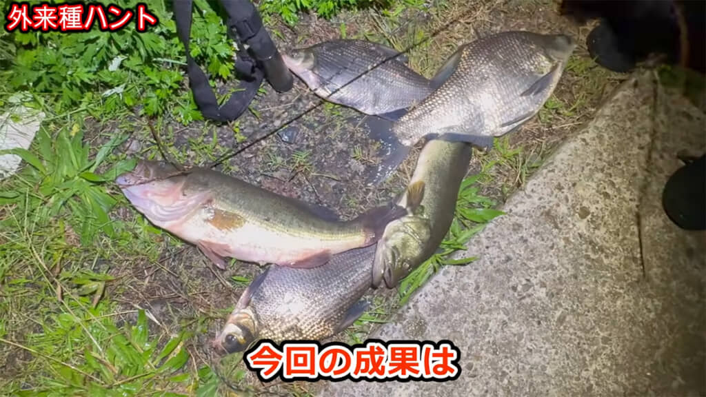 巨大魚を5匹も捕獲しました