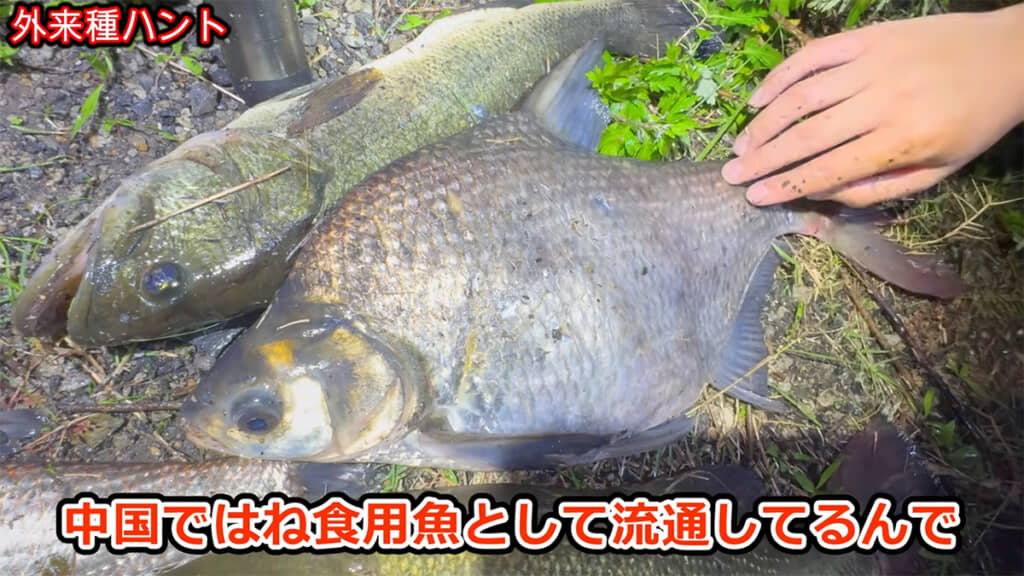 なんとも不思議な魚、ダントウボウ
