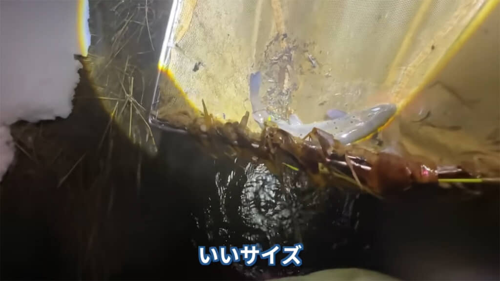 45センチほどあるブラウントラウト