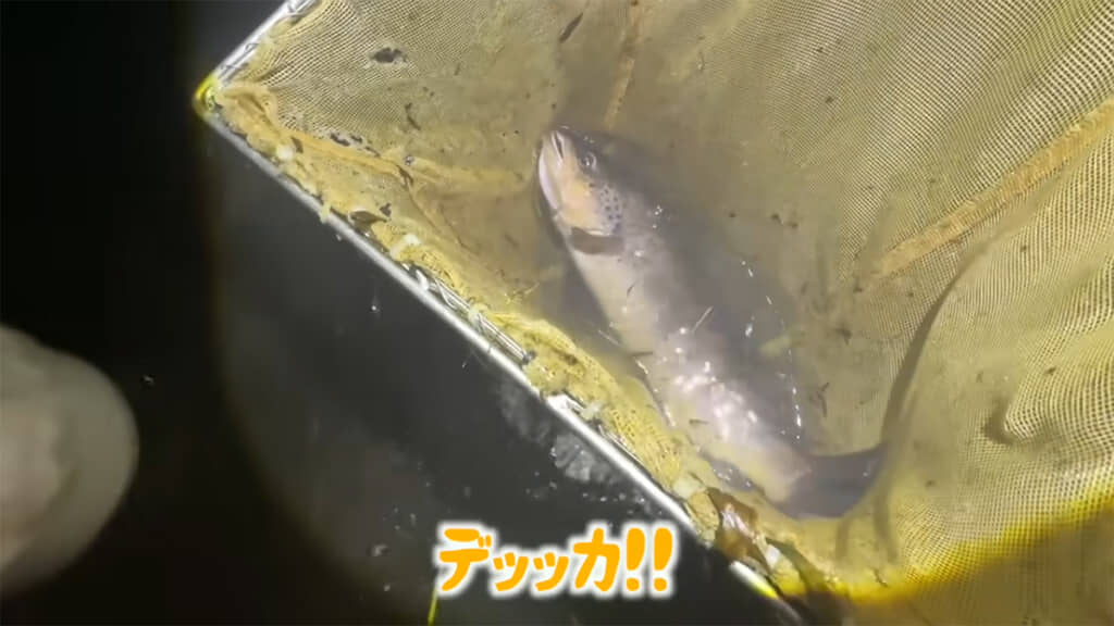 50センチ以上ありそうな大物が捕れました