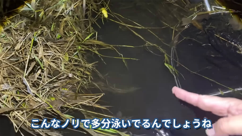 外来種が当たり前のように泳いでいました