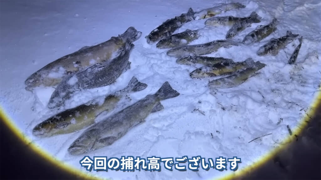 本日の捕れ高がこちら、すさまじい数です