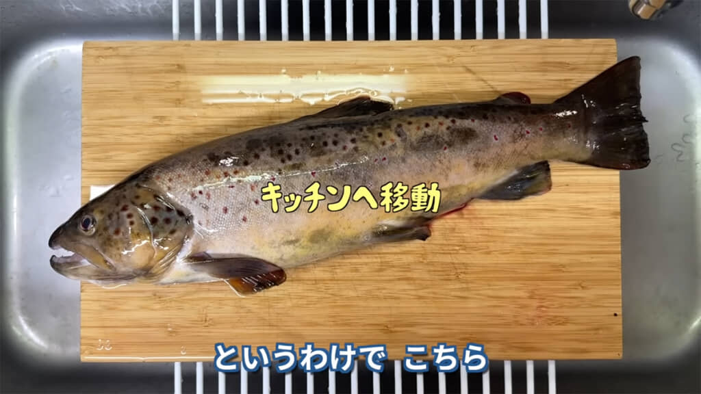 ブラウントラウトをさばいていきます