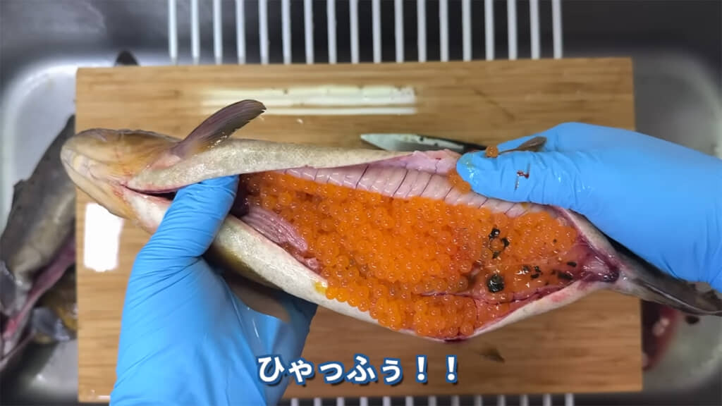 イクラがパンパンに詰まっていました!