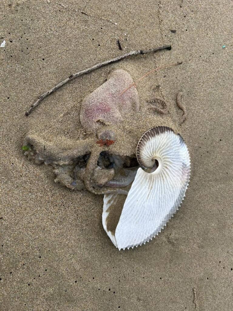 砂浜に打ち上がったアオイガイ