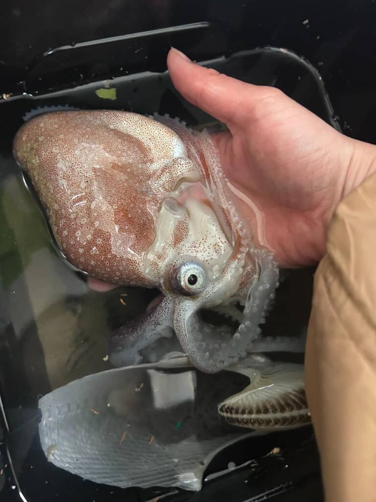 かなり弱っている様子