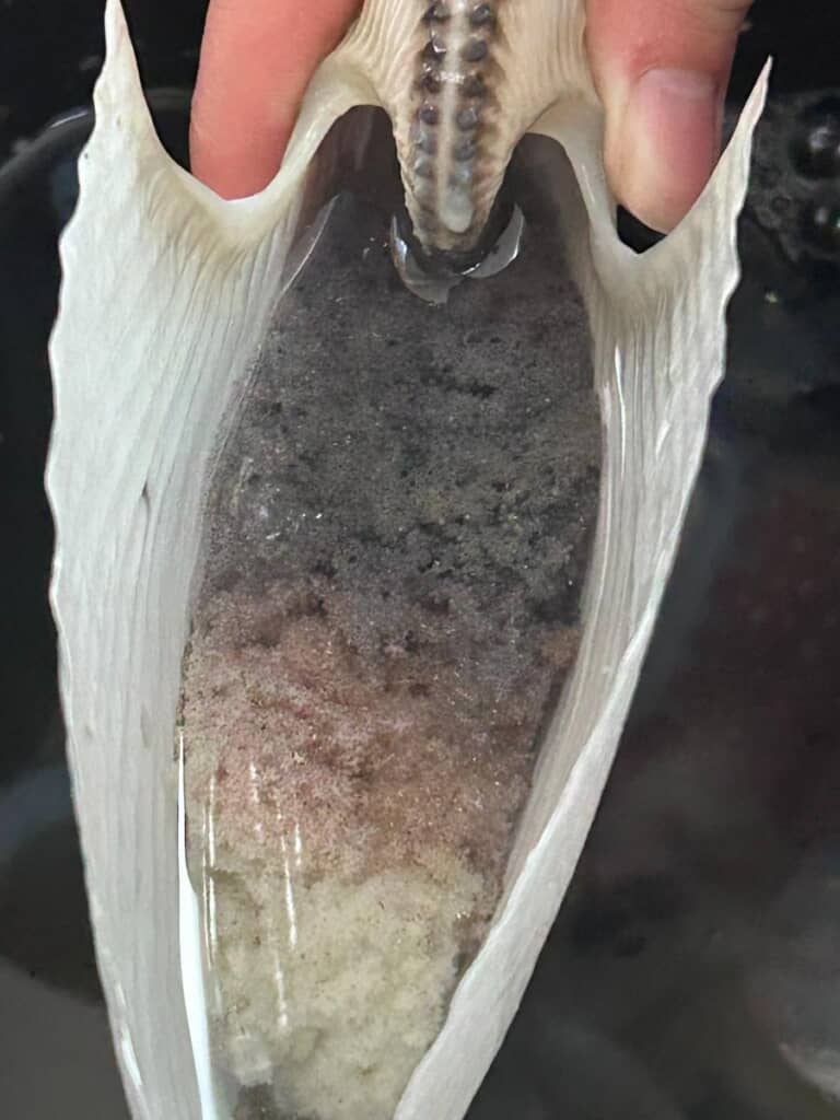 貝殻にはたくさんの卵が