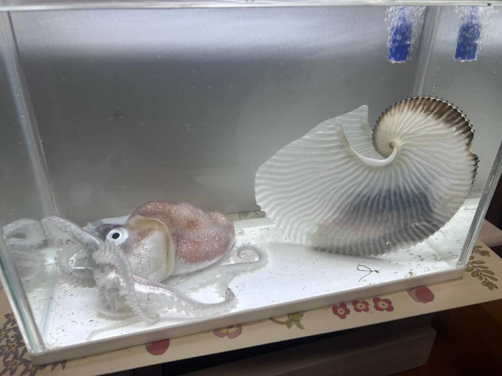 急ぎ、エアポンプを設置した水槽を用意