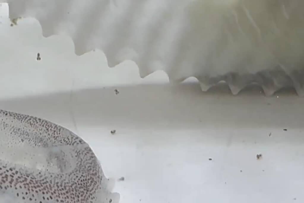 卵から赤ちゃんたちが登場！