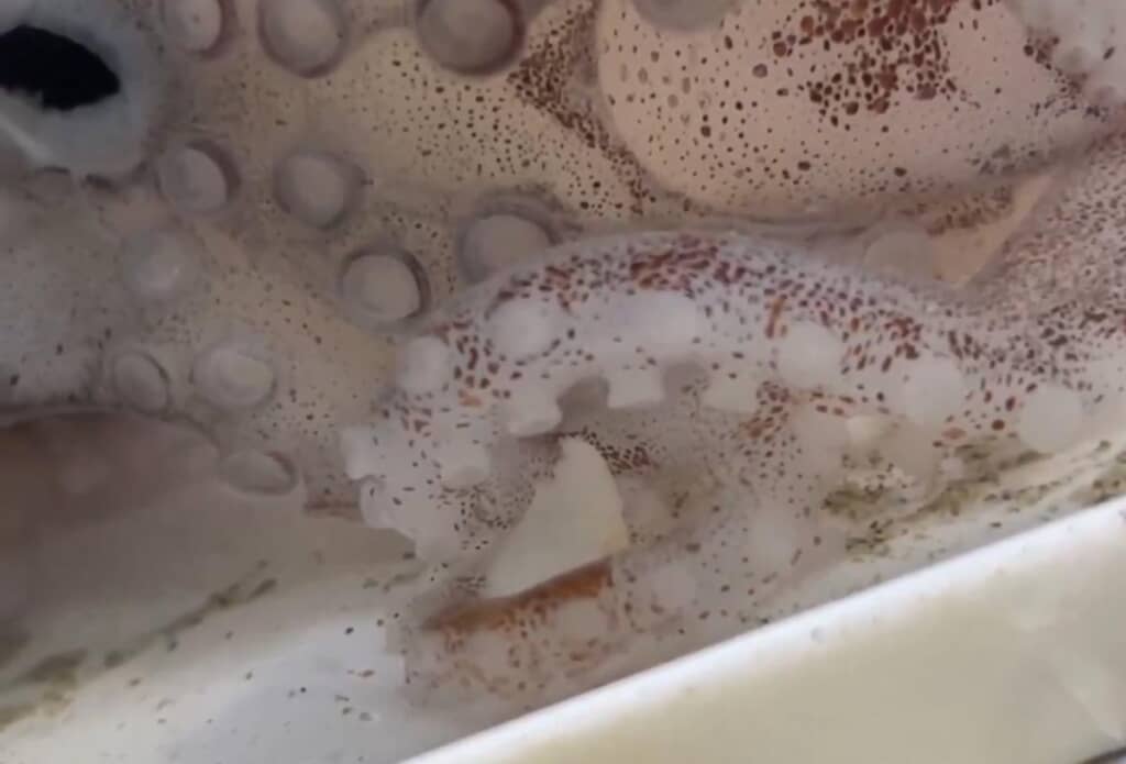 アオイガイは少しずつ回復中