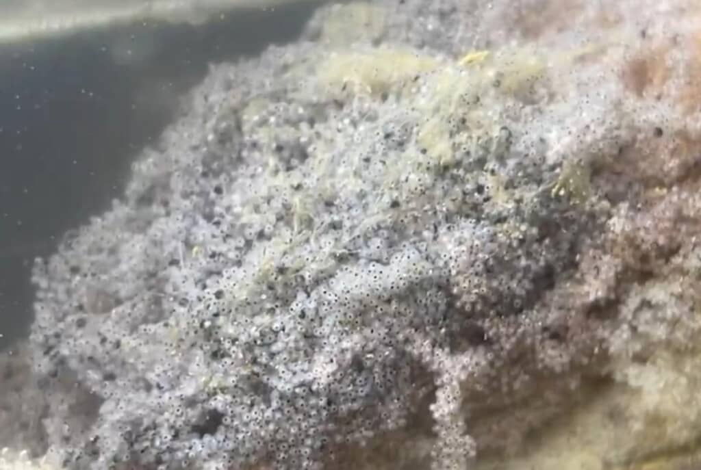 残った卵たちは暖かい日に放流