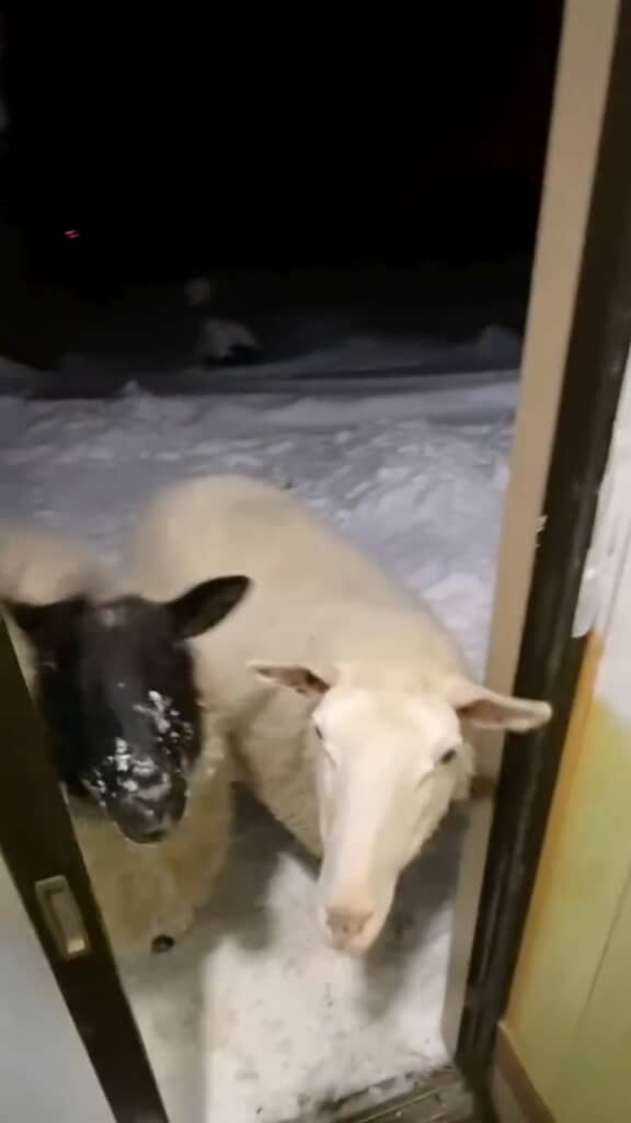 2頭の羊さんたちが