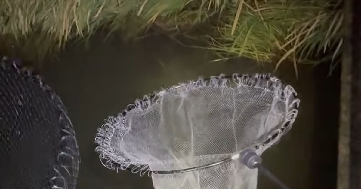 湯気が立つ“怪しげな用水路”→巨大網を入れてみると……　まさかの巨大魚に「なんてすごい環境なんだ」「初めて見た」（1/3） | その他生き物 ねとらぼ