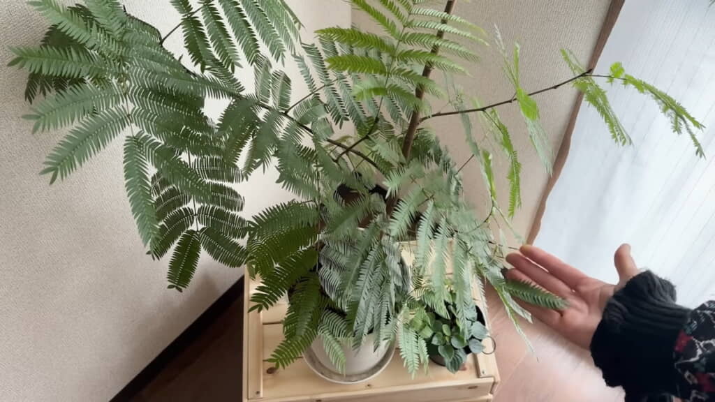 エバーフレッシュは「エバちゃん」と命名