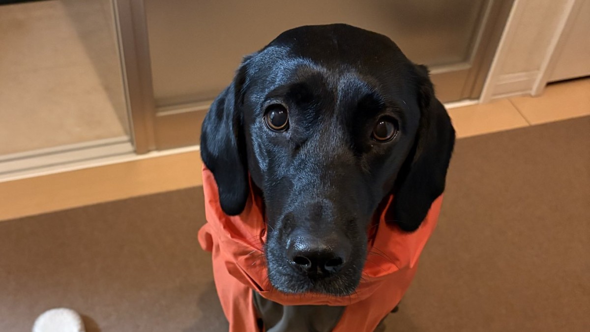 ←今日は1時間散歩する意気込みのイッヌ →3分後　“大雪の現実”を知ったワンコの姿に「朝から笑った」「はやく春が来ないかね（涙）」（1/2） | 犬 ねとらぼ