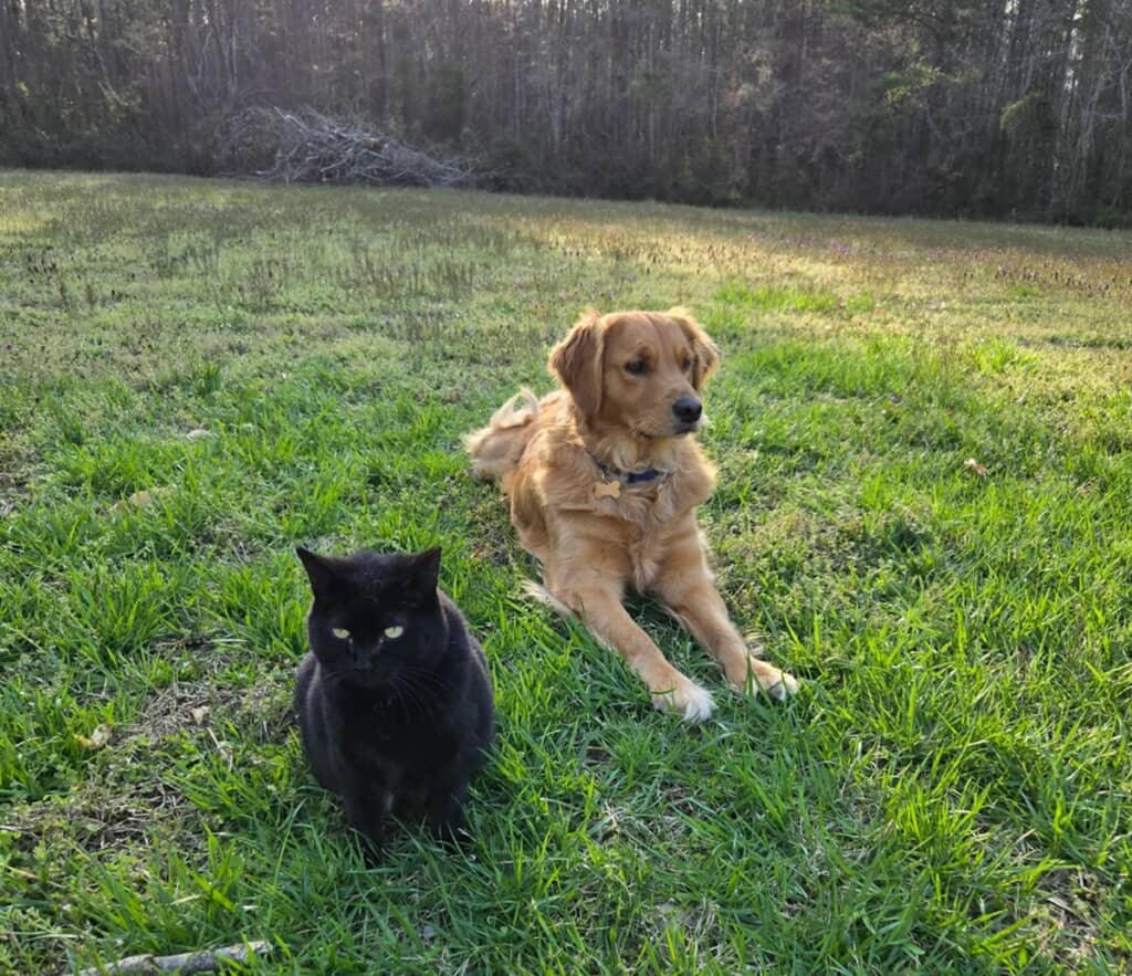 親友同士になったゴールデンと野良の黒猫