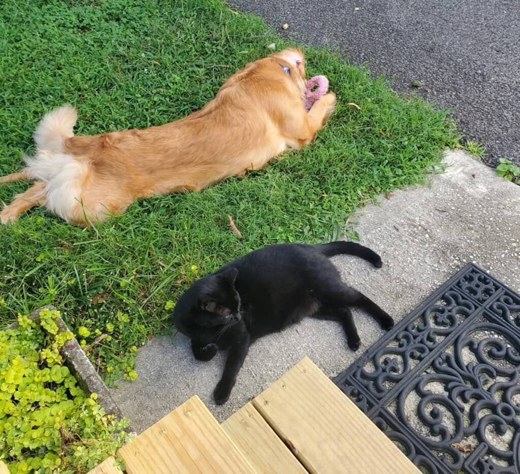 親友同士になったゴールデンと野良の黒猫