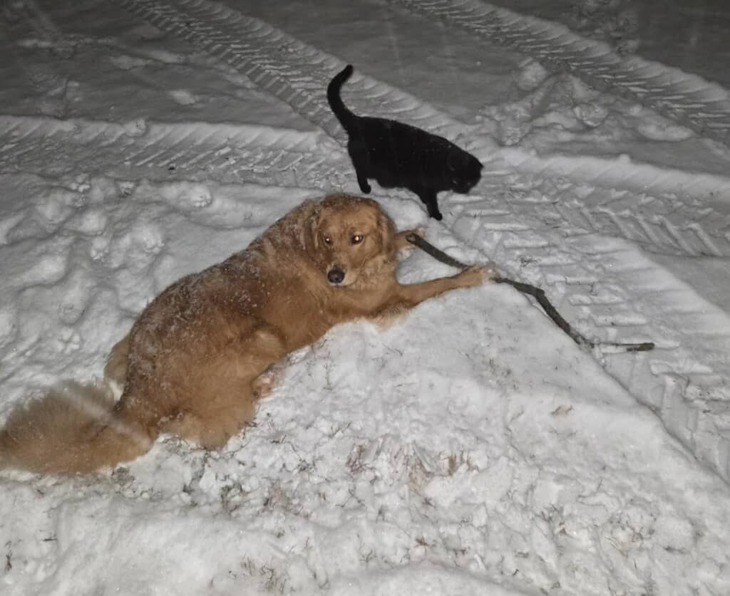 親友同士になったゴールデンと野良の黒猫