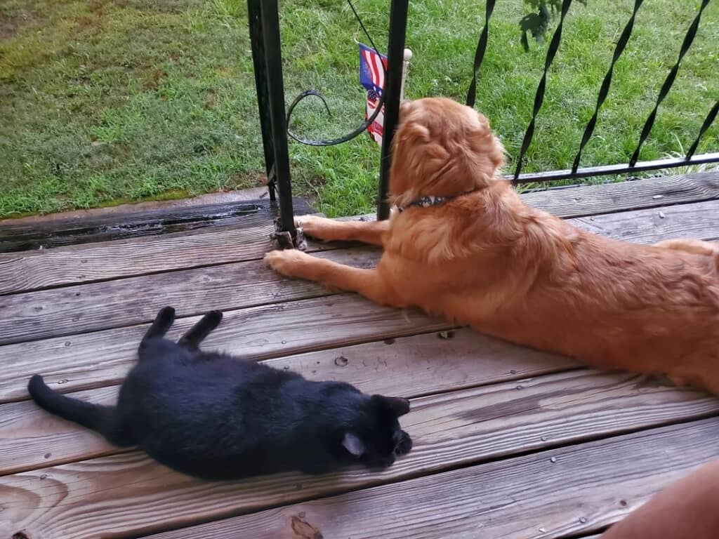 親友同士になったゴールデンと野良の黒猫