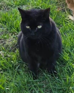 「ほっこりした」「友情ずっと続いてほしい」　誰にも心を許さない「黒猫」　仲良くなろうと近づいた犬との交流に、感動の声が続々【海外】 | 動物 ねとらぼ