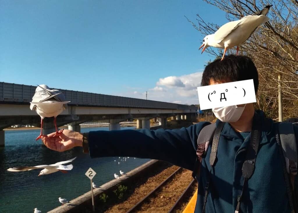 撮影中、頭にも別のユリカモメが!?