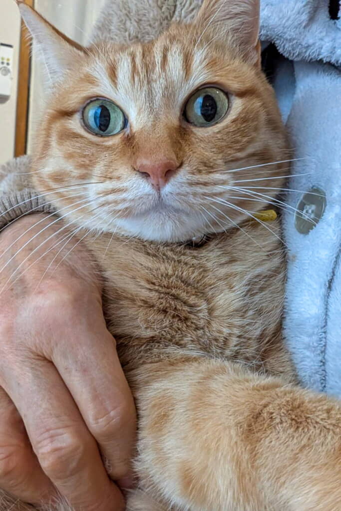 抱っこしてもらいおめめくりくり！