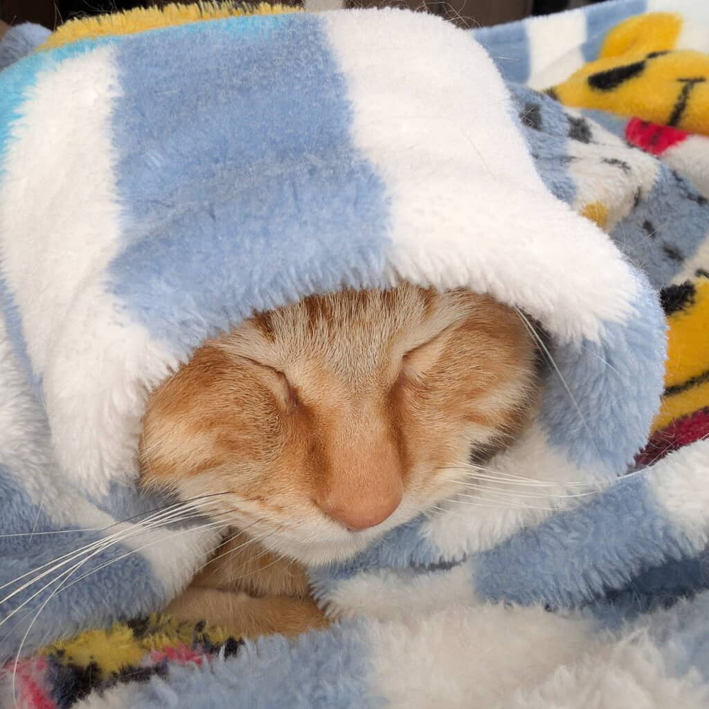 「フーディー」