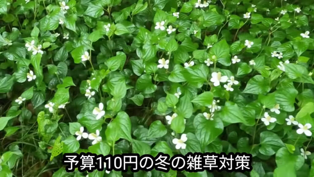 冬にできる、手軽な雑草対策とは？