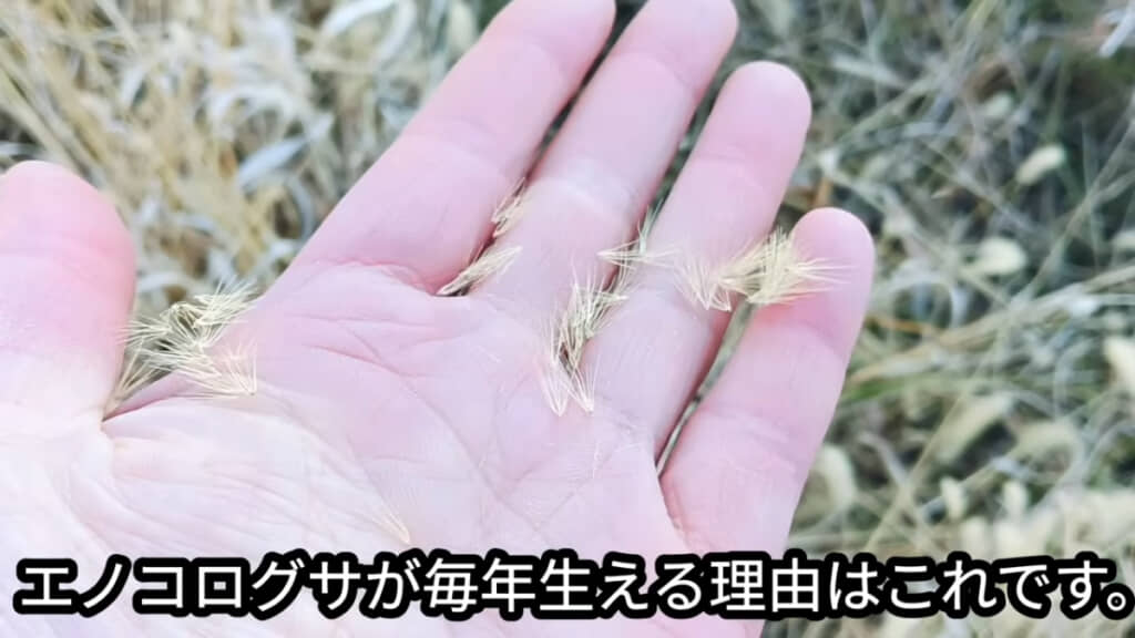 エノコログサは種を駆除すればいい