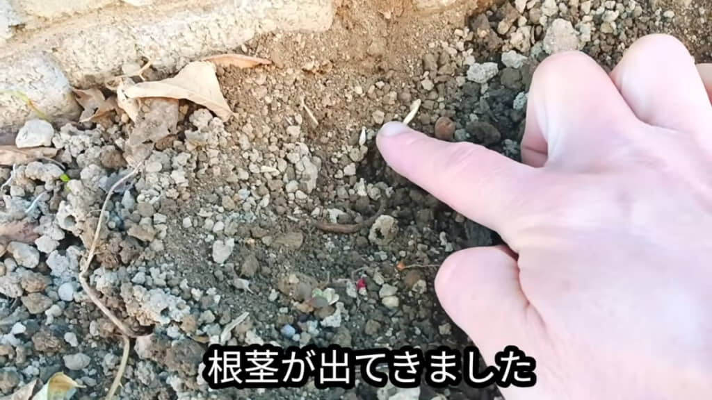 ドクダミが生えていた場所には根茎が！