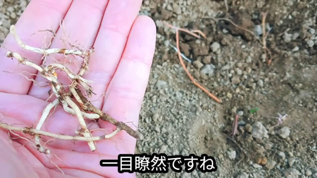 生きている根茎と比較すると、違いがよく分かる！