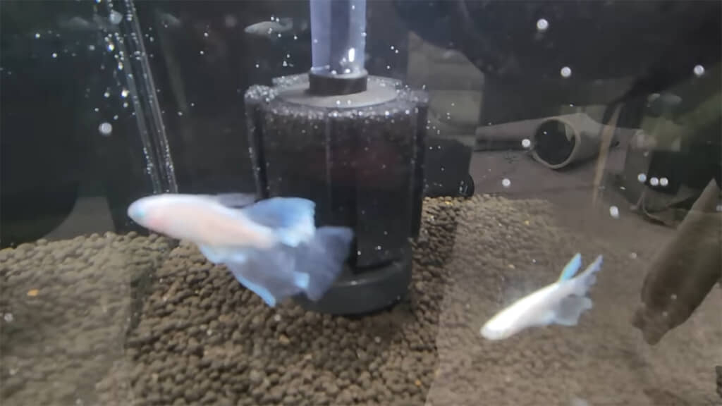 まずはホワイトナイトのペアを水槽へ