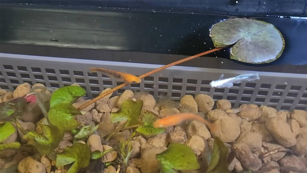 リキくんを迎えにいって