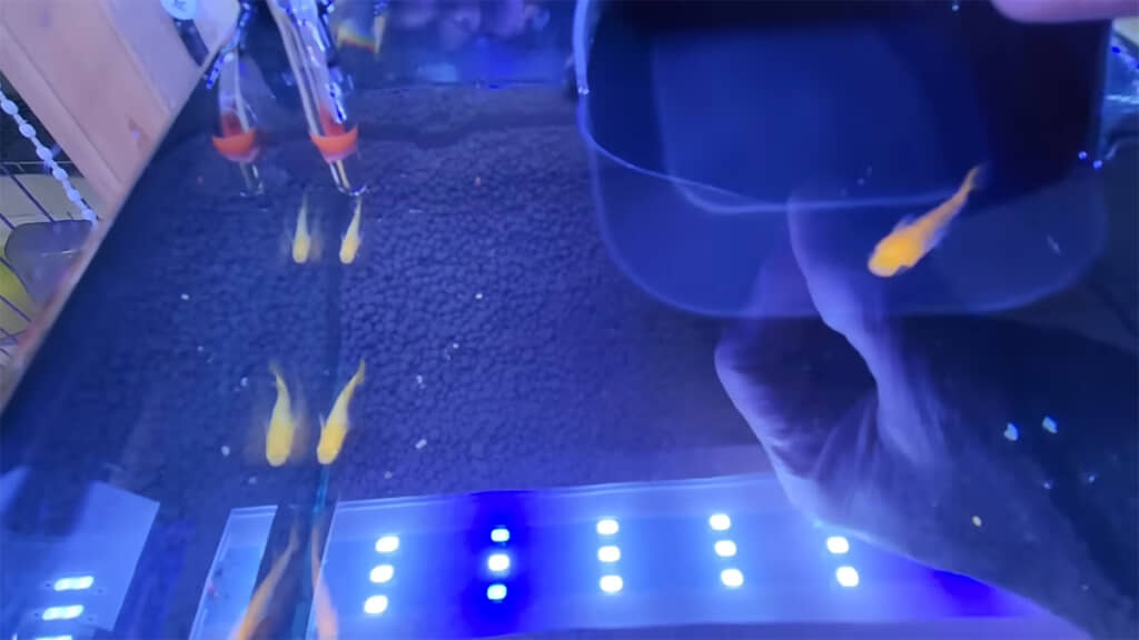 水槽に引っ越してもらいましたが……