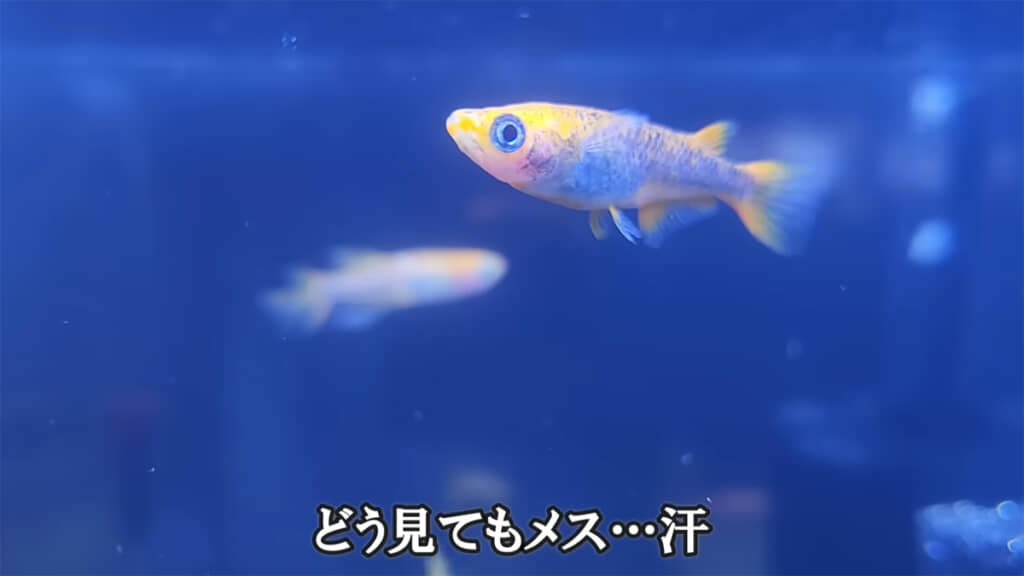 リキくんだと思っていたメダカがメスだと気付き