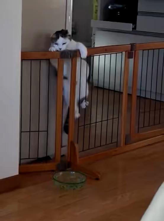 ゲートを乗り越えようとして……