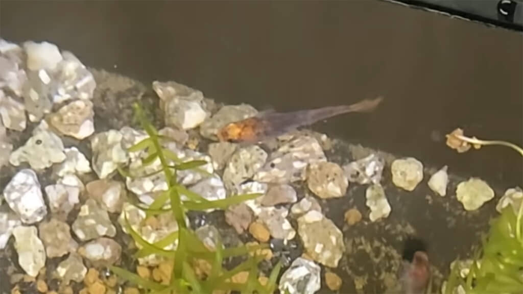 倉庫に行くと、元気に泳ぐリキくんの姿が