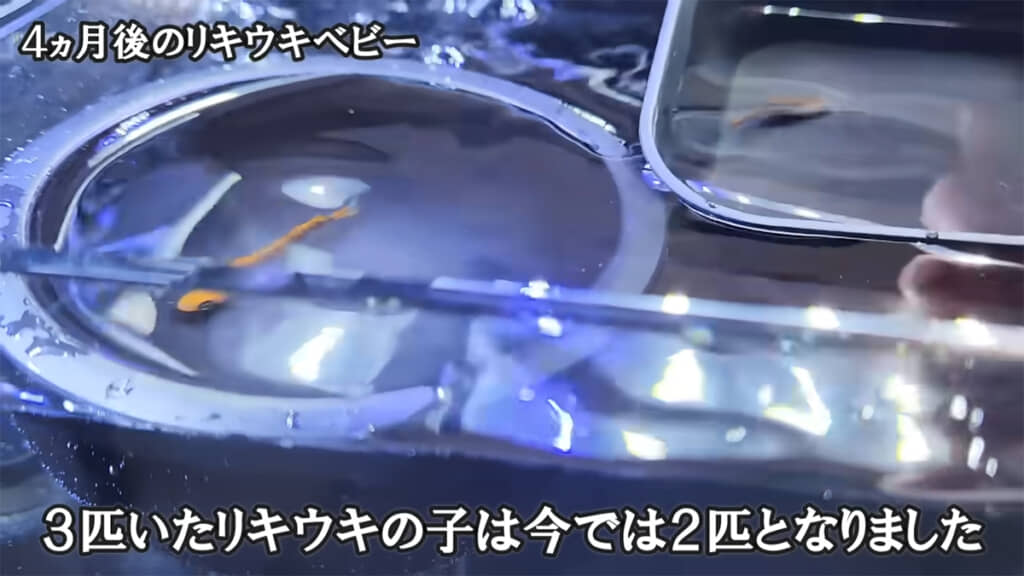 リキくんとウキちゃんのベビーをお披露目