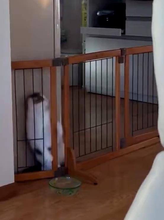 残念ながら失敗……