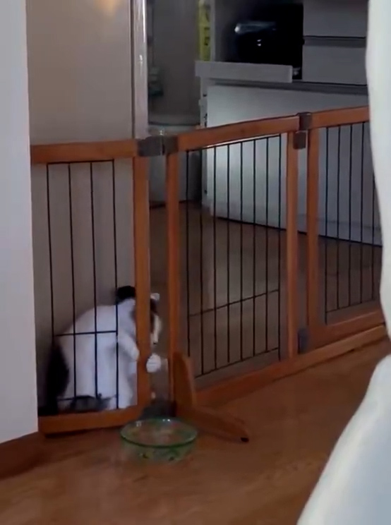 ゲートを引っ掻き