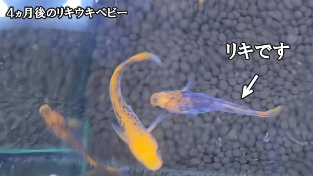 上から見ても美しいベビーたち、成長が楽しみですね