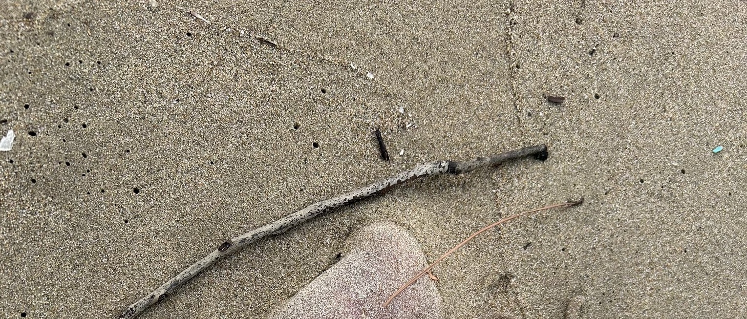 早朝に浜辺を歩いていたら……「今年の運使い果たしたかも！」　まさかの発見が150万表示「すごい！！」「人生で一度は見てみたい」（1/3） | その他生き物 ねとらぼ