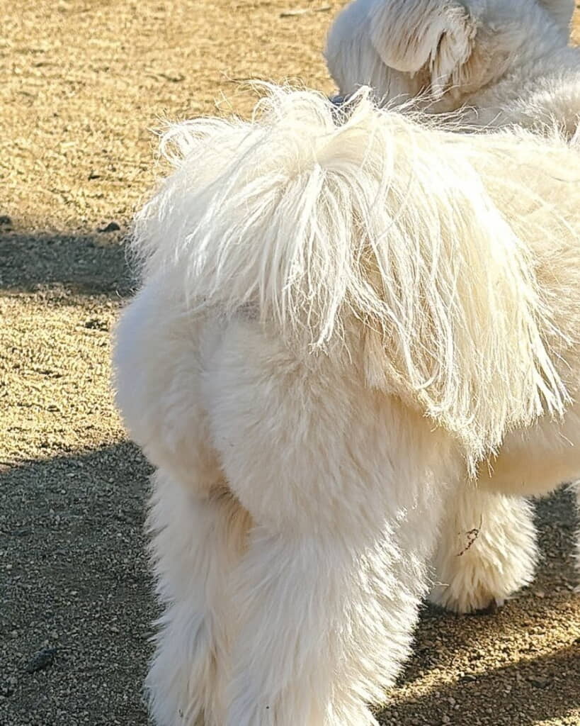 ぷりんぷりんでかわいすぎる……！